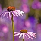 Purple Coneflowers 2.